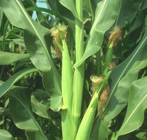 sweet-corn-in-the-garden
