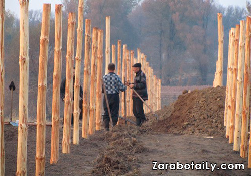 Выращивание лука на зелень выращивание лука на зелень