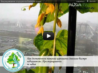 видео о выращивании огурцов дома на балконе круглый год огурцы на балконе. выращивание. видео
