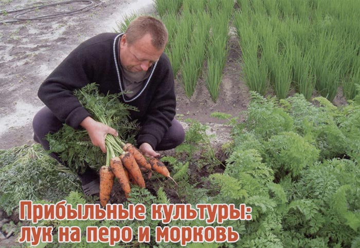 Лук на перо, выращивание моркови