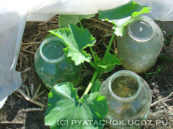 Кусты кабачков Кусты кабачков